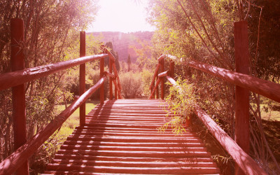 The Discipline of Wildness