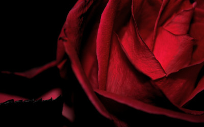 Herbal Recipe for the New Moon in Libra: Venusian Botanical Perfume Oil
