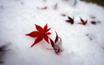 A Wild Woman’s Guide to the Holidays