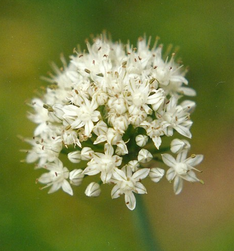 Herbs for the New Moon: The Belonging Essence by Cole Lopez