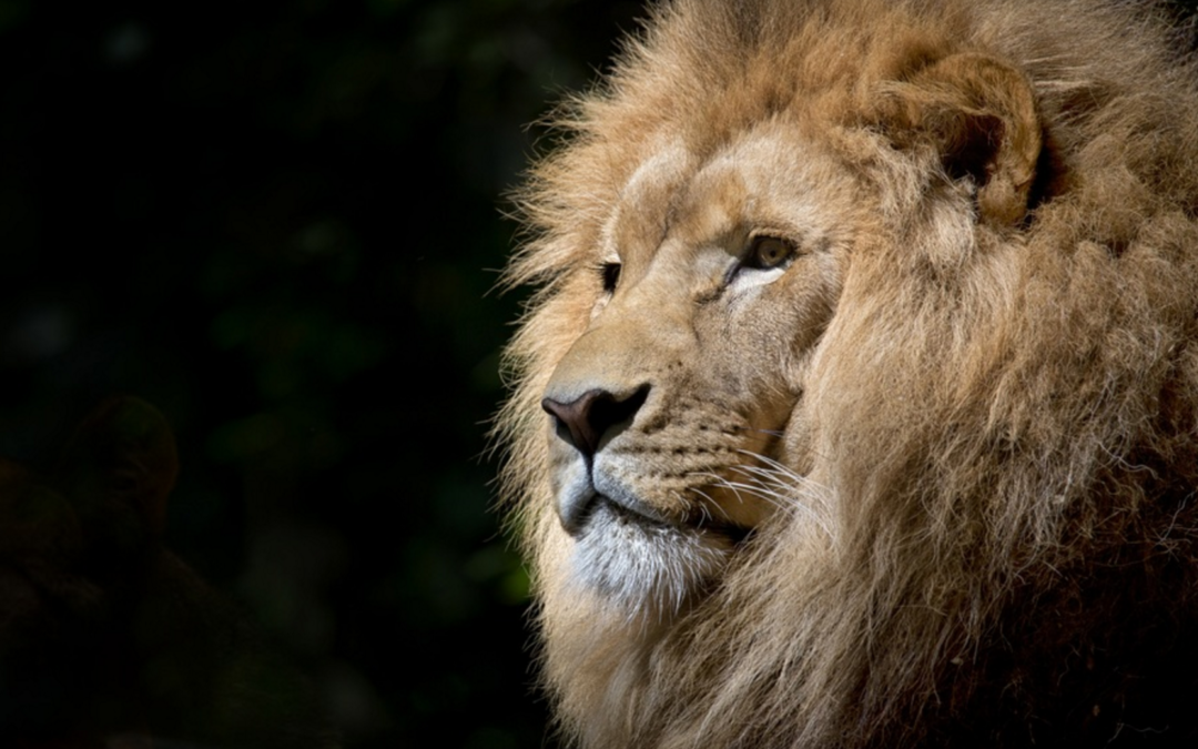 Awakening the Lion Heart: Tools & Inspiration for the New Moon in Leo