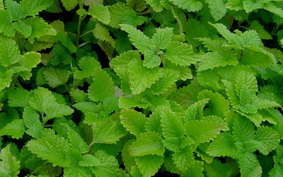 Unlock Your Mental State: LemonBalm Infusion for the New Moon in Gemini
