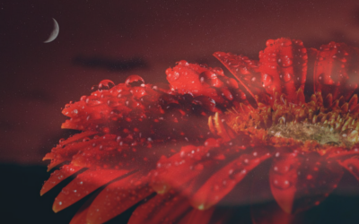 Reclaiming Our Blood: Tools & Inspiration for the New Moon in Scorpio
