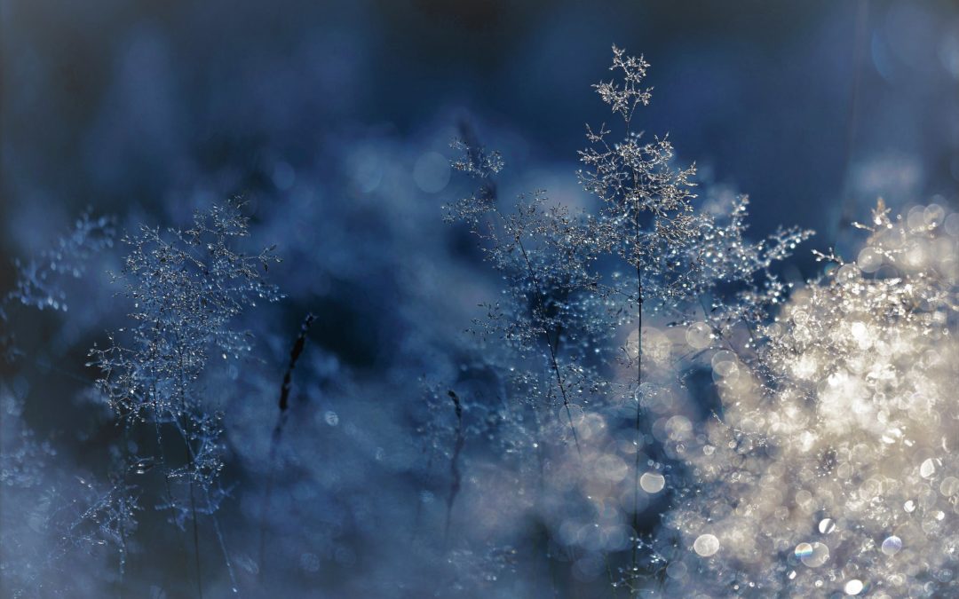 Finding Wisdom in My Internal Winter ~ Amanda Petrocelly