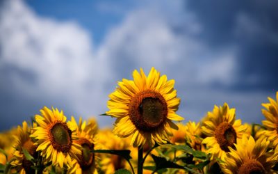 Solo Ritual Recipe for the First Full Moon of Summer! ~Amanda Petrocelly