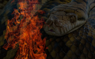 The Phoenix & The Snake: Ritual Recipes of Rebirth ~ Amanda Petrocelly