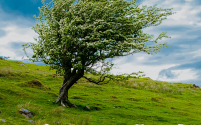 Steady Presence in Windy Times ~ Chris Maddox